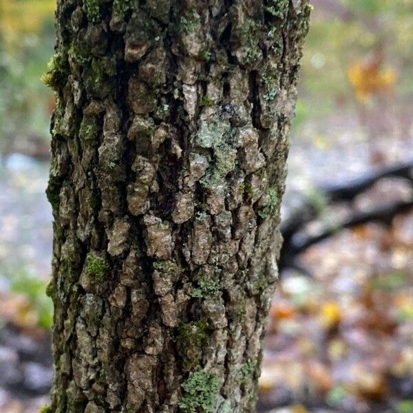 Viburnum rufidulum Bark