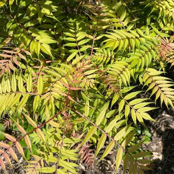 Sorbaria sorbifolia List