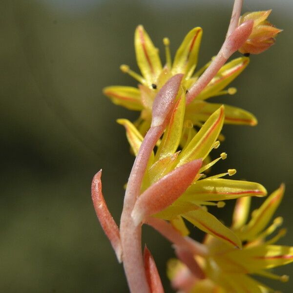 Petrosedum amplexicaule Flor