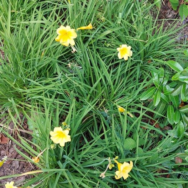 Hemerocallis lilioasphodelus Pokrój