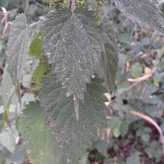 Urtica dioica अन्य