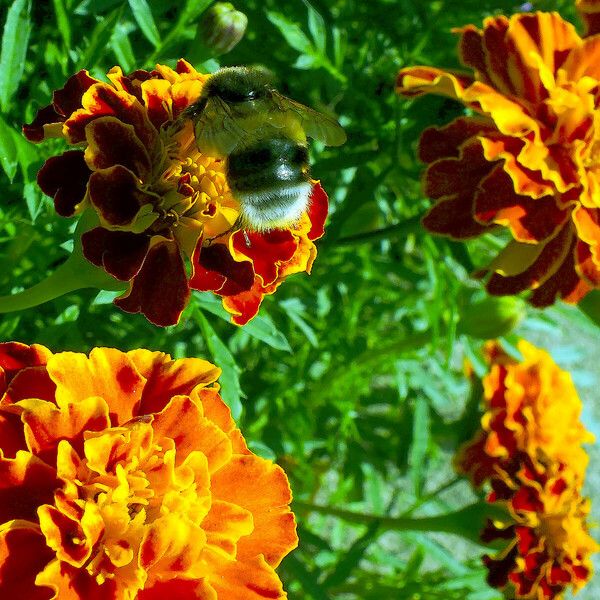 Tagetes erecta Virág