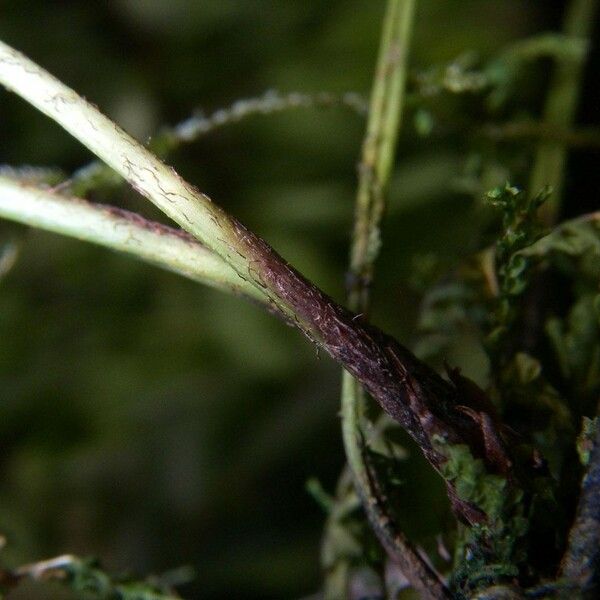 Asplenium bipartitum Bark