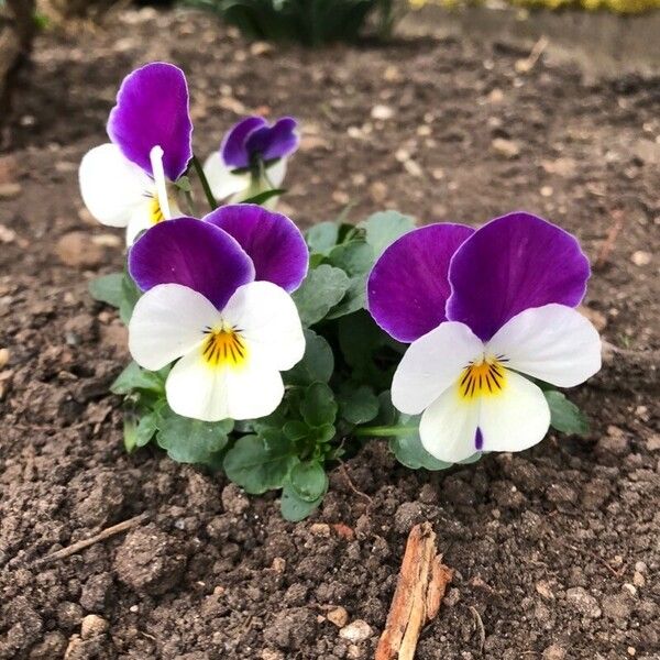 Viola tricolor Kukka