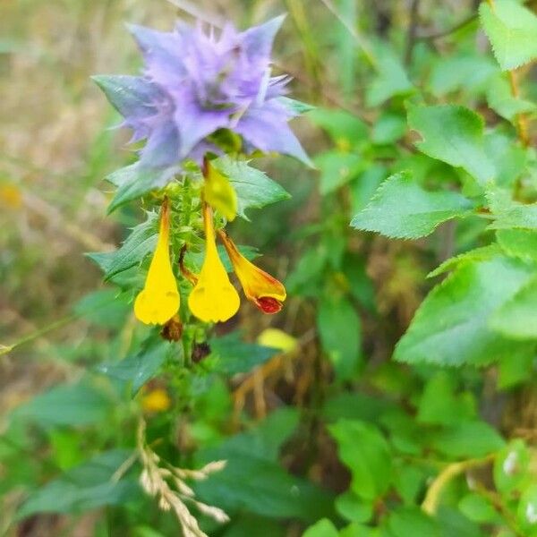 Melampyrum subalpinum Flower