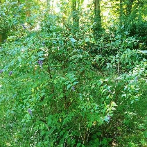 Buddleja lindleyana Habit