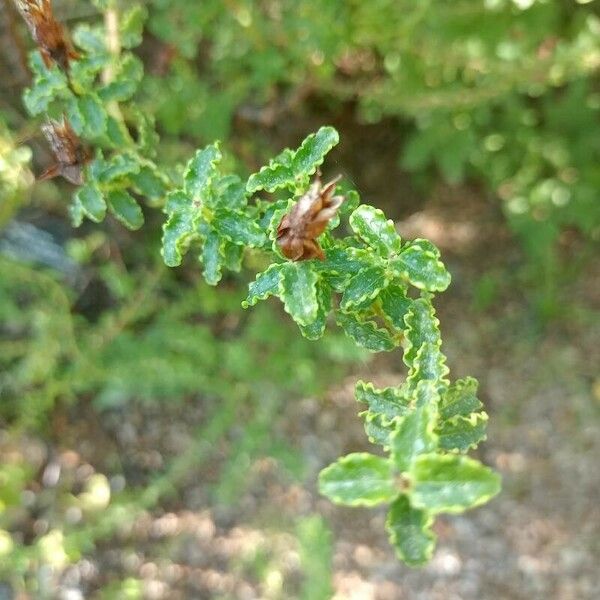 Hypericum balearicum Leaf
