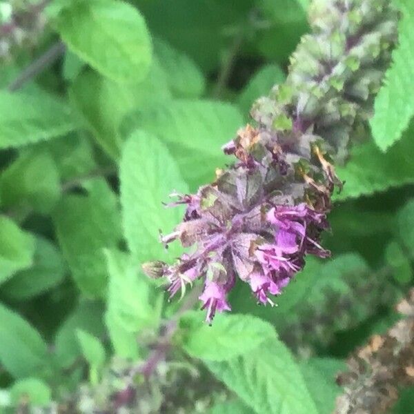 Teucrium hircanicum Floro