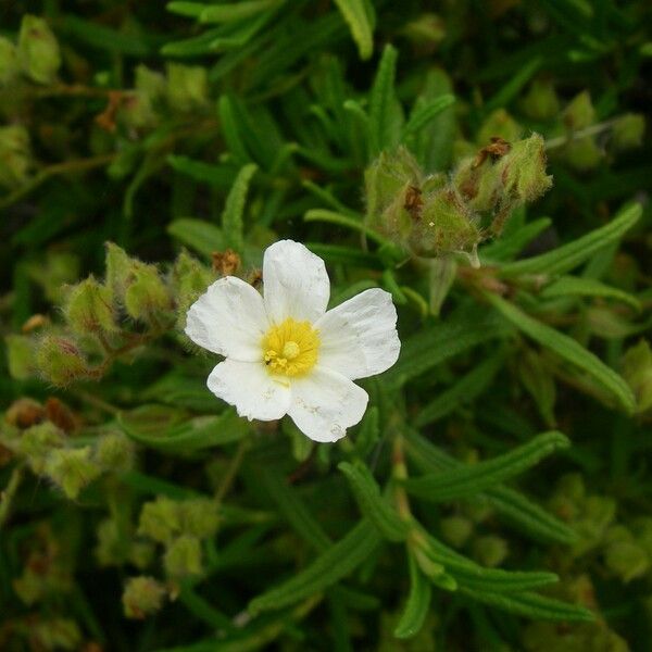 Cistus monspeliensis Květ