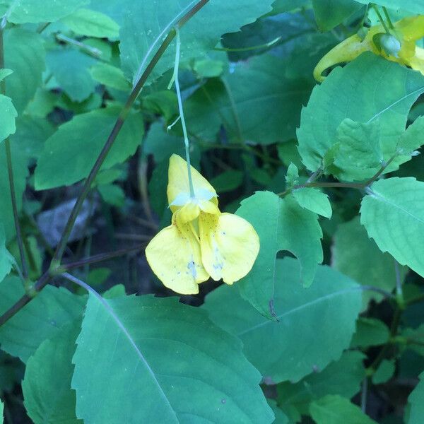 Impatiens noli-tangere Cvet