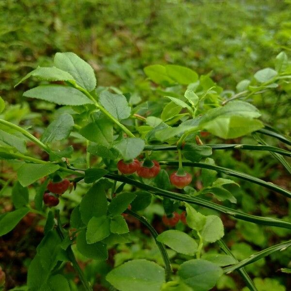 Vaccinium myrtillus Otro