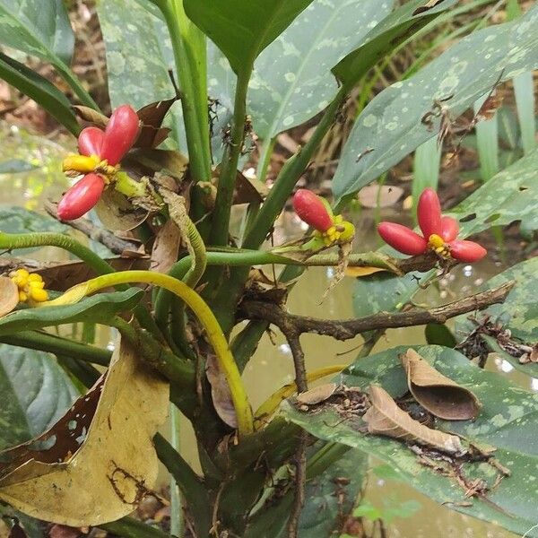 Aglaonema marantifolium Fruto