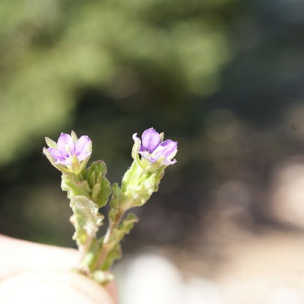 Legousia hybrida Elinympäristö