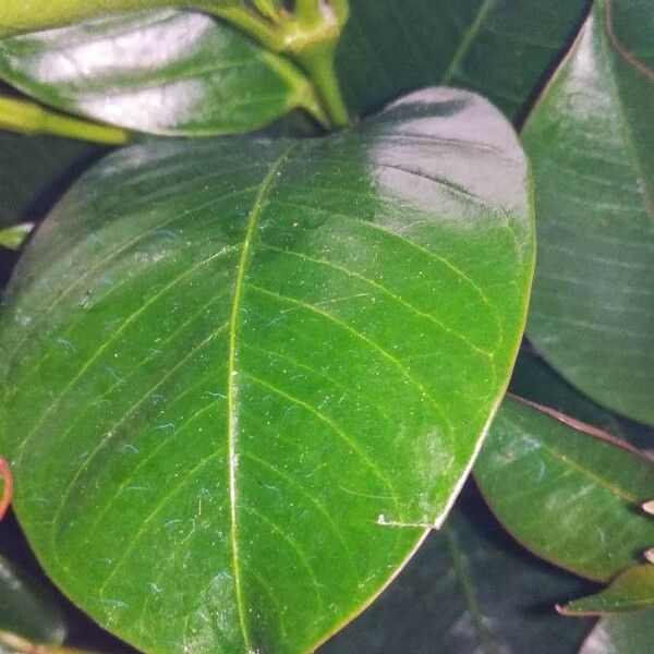 Mandevilla laxa Leaf