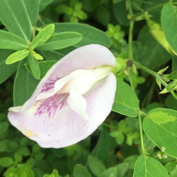 Clitoria mariana Flower