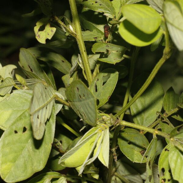 Senna obtusifolia Blad