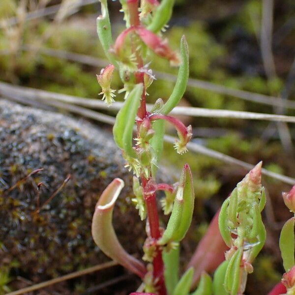 Rumex bucephalophorus Leaf