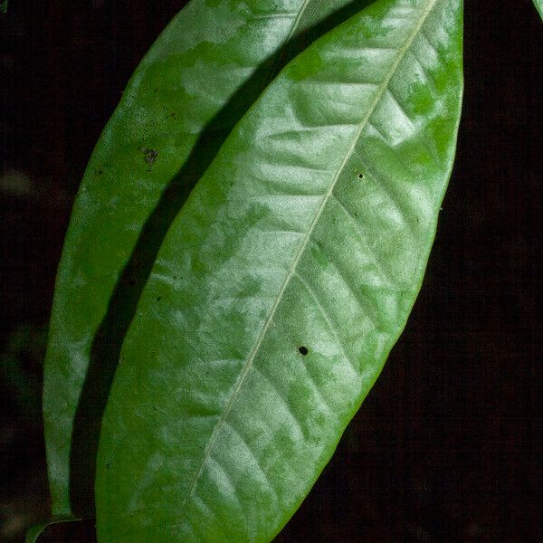Eugenia argyrophylla Folha