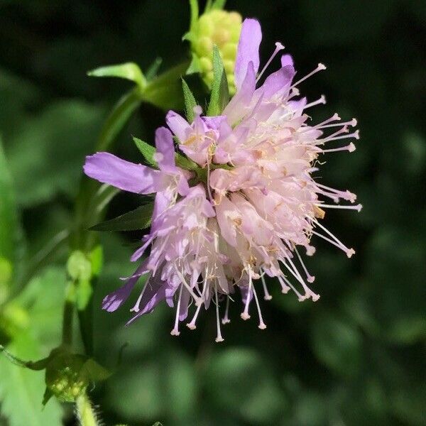 Knautia dipsacifolia Цвят