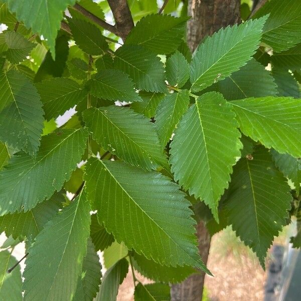 Ulmus americana Lapas