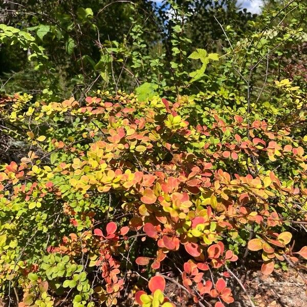 Berberis thunbergii 叶