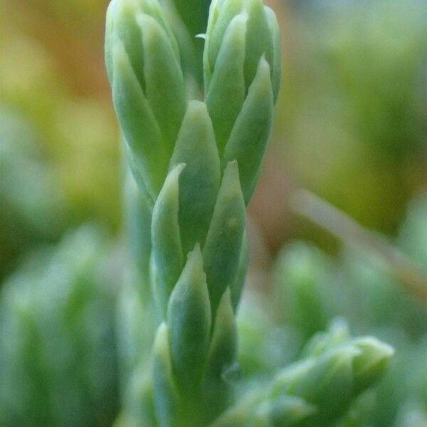 Lycopodium alpinum Ffrwyth