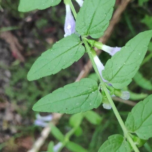 Scutellaria minor 葉