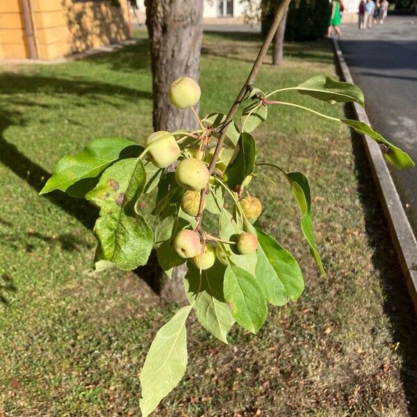 Malus baccata Фрукт