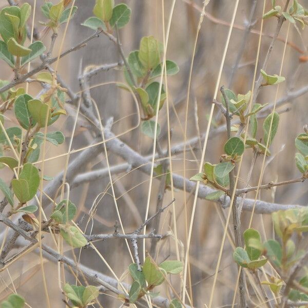 Combretum hereroense Blatt