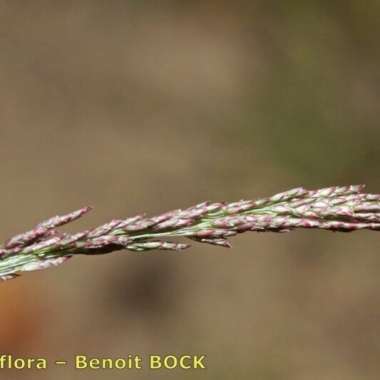 Eragrostis pilosa Muu