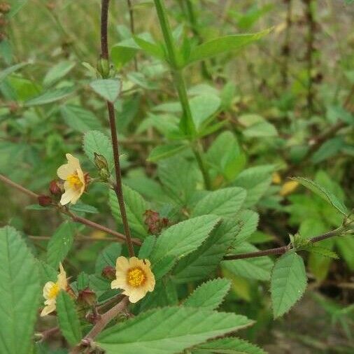 Sida rhombifolia Hábito