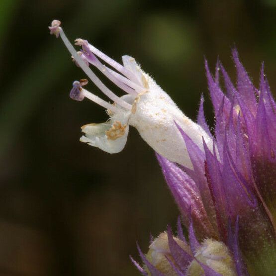 Agastache urticifolia Flower