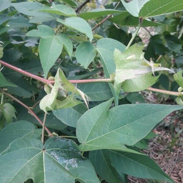 Gossypium hirsutum Virág