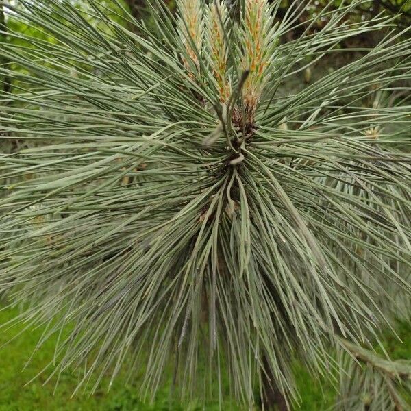 Pinus nigra ഇല