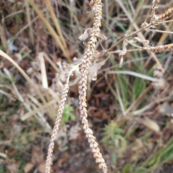 Paspalum dilatatum Fruit