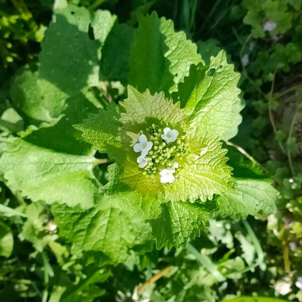 Alliaria petiolata Flower