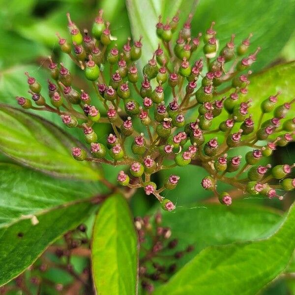 Cornus racemosa Meyve