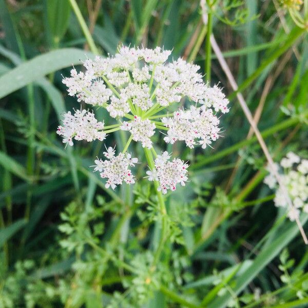 Oenanthe aquatica Flower