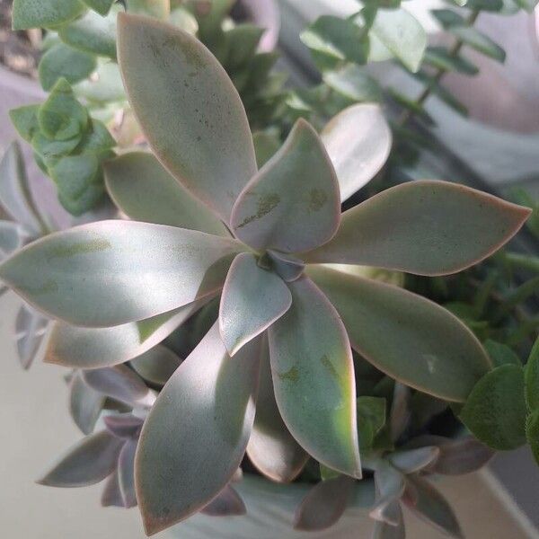 Graptopetalum superbum Hoja