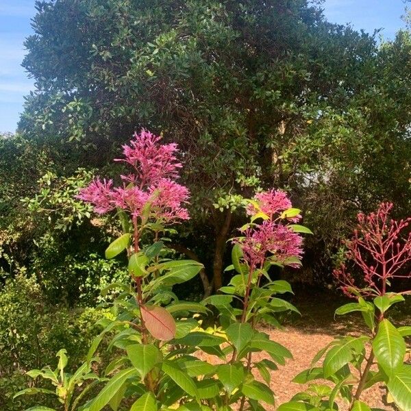 Fuchsia paniculata फूल