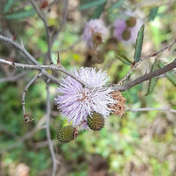 Mimosa pigra Floare