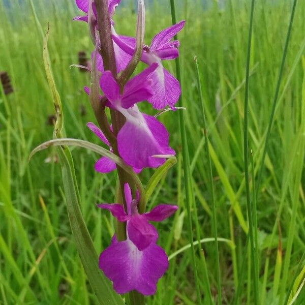 Anacamptis palustris Цветок