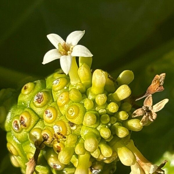 Morinda citrifolia Λουλούδι