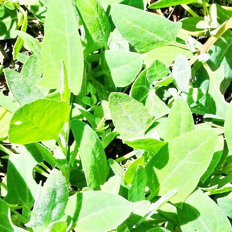 Atriplex prostrata Fulla