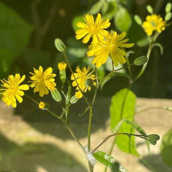 Lapsana communis Flower