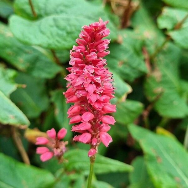 Persicaria orientalis Blüte