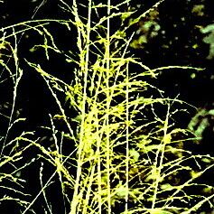 Eragrostis curvula Flower