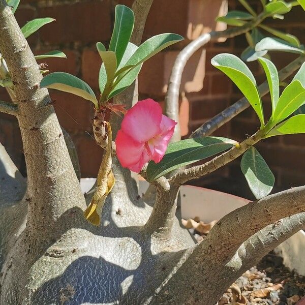 Adenium multiflorum Bark