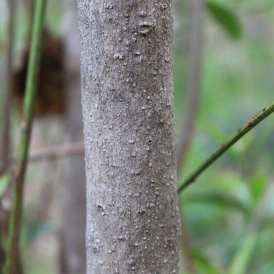 Olea lancea Casca