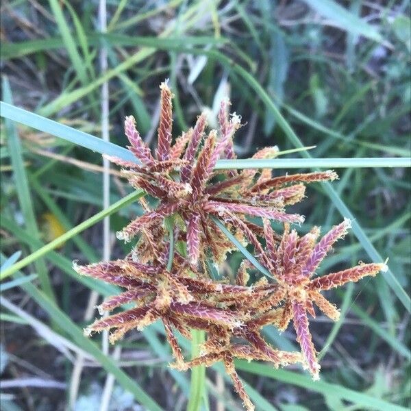 Cyperus longus Blomma